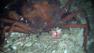 This Dec. 1, 2010 photo provided by the University of Georgia, made from the submarine Alvin, shows a dead crab with oil residue near it on a still-damaged sea floor about 10 miles north of the BP oil rig accident.