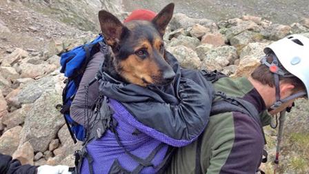 Rescuers carry Missy the German Shepherd down a mountain in Colorado, after the dog was abandoned there by his owner.