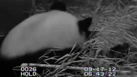 The giant panda cub at the National Zoo in Washington is seen in this still from webcam video shortly after its birth.