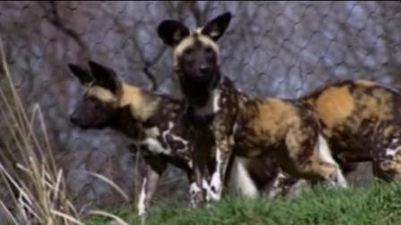 Wild African dogs are seen in this undated file photo.