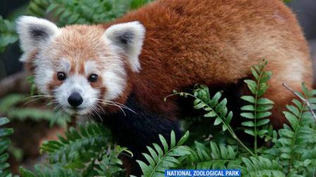 Rusty the red panda is seen in this undated file photo.