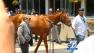 Ill Have Another is seen at a press conference on Friday, June 8, 2012, after it was announced the horse would be retiring due to an injured leg.