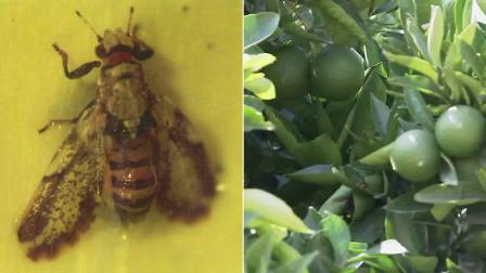 Asian citrus psyllid