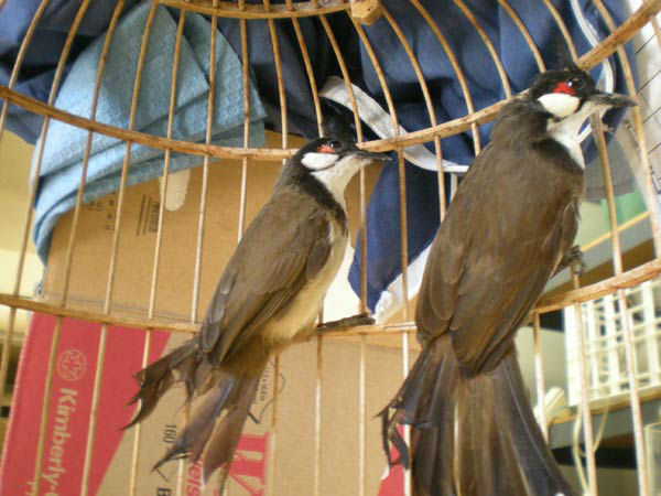 Henry Dao, 41, of Garden Grove was arrested for allegedly selling two live Red-whiskered Bulbul birds for $1,750. The arrests are a result of Operation Cyberwild, a task force investigation that led to the arrests of 10 people in California, as well as tw