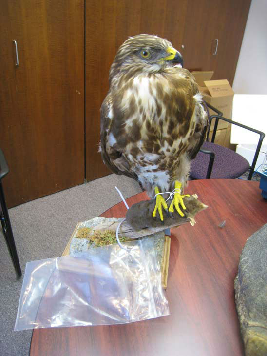 Alfredo Vazquez, 50, of Montebello was arrested for allegedly selling a mounted hawk. The arrests are a result of Operation Cyberwild, a task force investigation that led to the arrests of 10 people in California, as well as two individuals in Nevada.