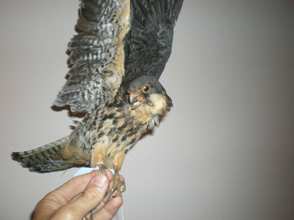 Tyler Homesley, 24, of Ramona was arrested for allegedly selling three birds- including two protected migratory birds, a Eurasian kestrel and a Black-shouldered Kite- for $150. The arrests are a result of Operation Cyberwild, a task force investigation th