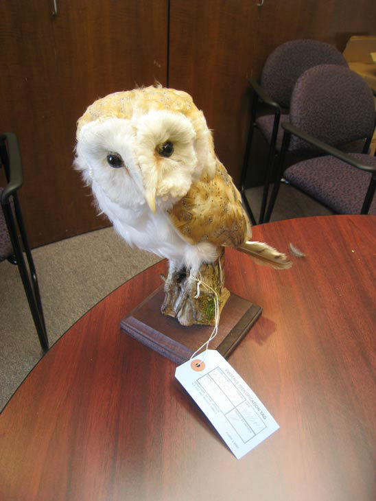 Alfredo Vazquez, 50, of Montebello was arrested for allegedly selling a mounted owl. The arrests are a result of Operation Cyberwild, a task force investigation that led to the arrests of 10 people in California, as well as two individuals in Nevada.