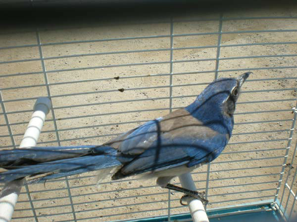 Karla Trejo, 42, of Sherman Oaks was arrested for allegedly selling a live Western Scrub-Jay for $185. The arrests are a result of Operation Cyberwild, a task force investigation that led to the arrests of 10 people in California, as well as two individua