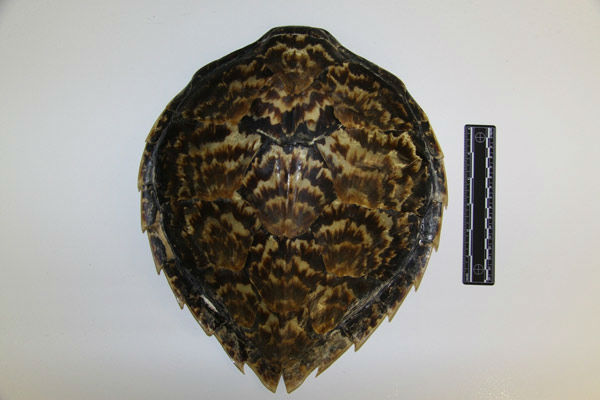Kamipeli Piuleini, 35, of Torrance was arrested for allegedly selling a Hawksbill sea turtle shell. The arrests are a result of Operation Cyberwild, a task force investigation that led to the arrests of 10 people in California, as well as two individuals