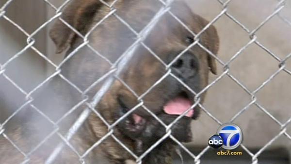 Loose dogs in Fontana mauled three kids. One needed 327 staples and one is still hospitalized in critical condition.