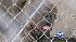 Loose dogs in Fontana mauled three kids. One...