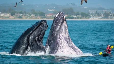 A photographer was at the right place at the right time and snapped an amazing photo of humpback whales on Monterey Bay.