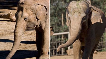San Diego Zoo is mourning the loss of two of their Asian elephants that passed away this week. Cookie (right) died on Wednesday, and Cha Cha passed away on Friday