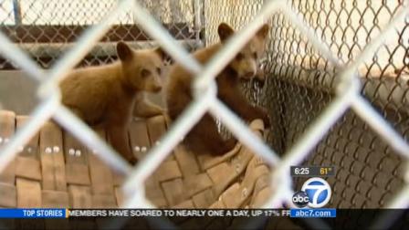 The Department of Fish and Game is investigating how a man in Northern California got a hold of two bear cubs that he had in his possession.
