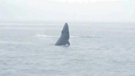 Tour boat operators say they had more than a hundred whale sightings Thursday, July 5, 2012.
