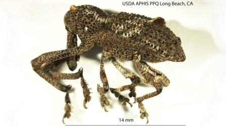 The orthorhinus cylindrirostris, commonly known as the elephant weevil, is a major threat to the wine industry. Its native to Australia.