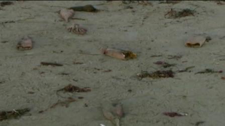 Humboldt squid carcasses are seen on a beach in Northern California.
