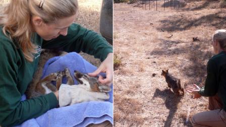 Catalina Island Conservancy Director of Conservation and Wildlife Management Julie King carefully checks wild Island fox trappings conducted in late 2012.
