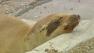 A sea lion pup is seen with its eyes closed before being rescued from the Mission Bay Drive onramp to the southbound 5 Freeway in San Diego on Wednesday, June 3, 2013.