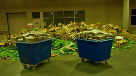 U.S. Customs and Border Protection officers confiscated 557 pounds of marijuana concealed inside a shipment of cactus leaves at the Otay Mesa cargo facility along the California Mexico-border Thursday, Nov. 14, 2013.