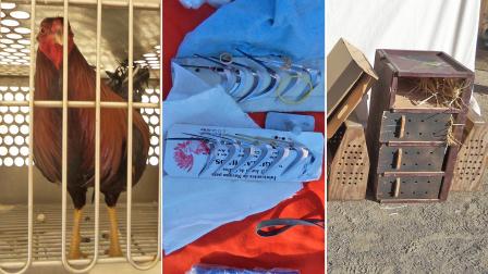 Evidence from a rooster fight in Santa Maria is seen in these photos from Sunday, Jan. 5, 2014.