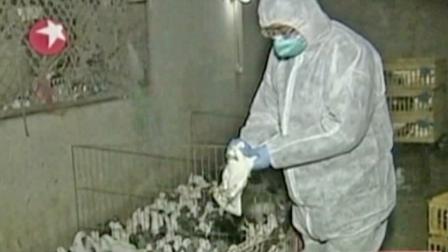 A Chinese scientist is seen handling a bird. A new strain of bird flu, known as H7N9 bird flu virus, has sickened at least 24 people and killed seven of them.