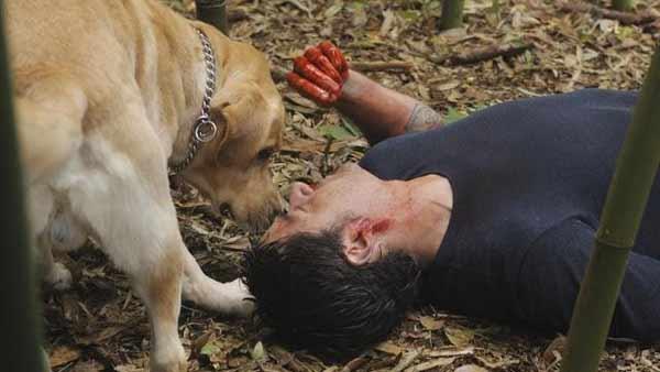 Back on the Island, Jack Shephard (Matthew Fox) has just stopped the place from becoming Atlantis and is woken up by Vincent the dog.