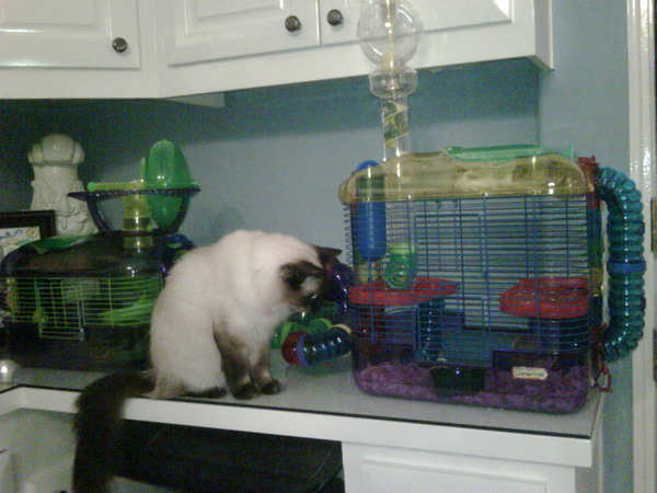 Paris Hilton's Siamese cat Princess Annabelle observes the Los Angeles heiress' hamster cage.