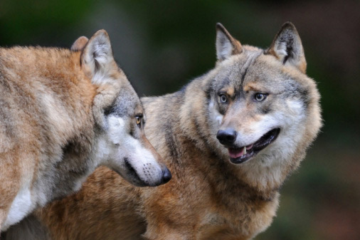 Kristen Stewart's family has pet wolves.