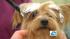 Barkley Pet Hotel, a resort-style retreat :: The Barkley Pet Hotel & Day Spa is a resort-style retreat for pets with home-like amenities and recreational activities.