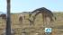 The Living Desert in Palm Desert houses the...