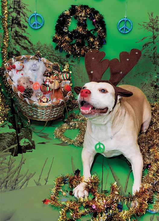 Rescue pup Daisy loves the holidays!