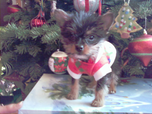 Happy holidays from the Molina family. This is...