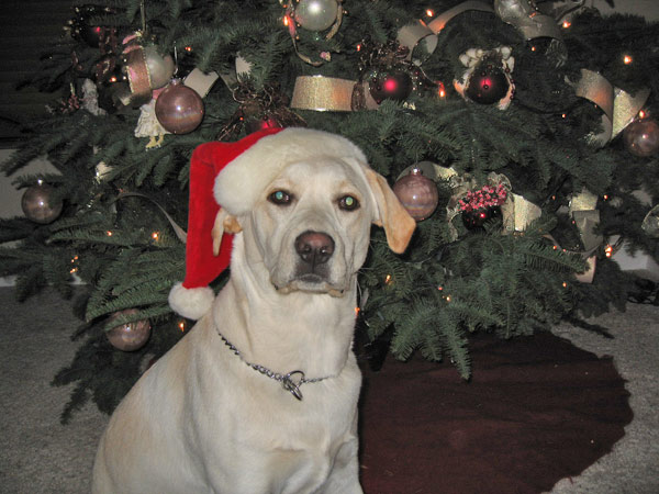 To all my doggie friends: I hope Santa brings...