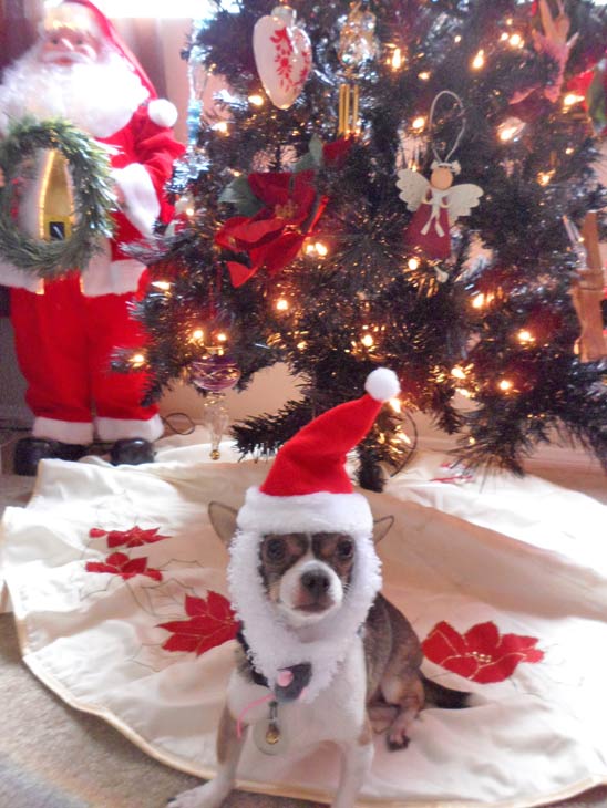 Happy holidays from Zander.