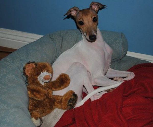 A photo of Adam and his teddy bear, a dog adopted by ABC7 viewer Angelica Rivera.