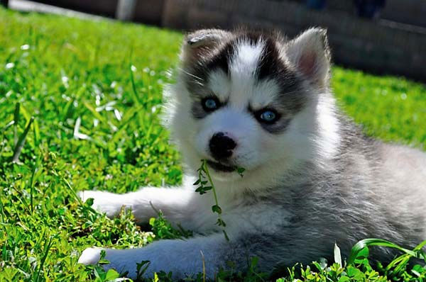 A photo of Adilynn, a dog adopted by ABC7 viewer...