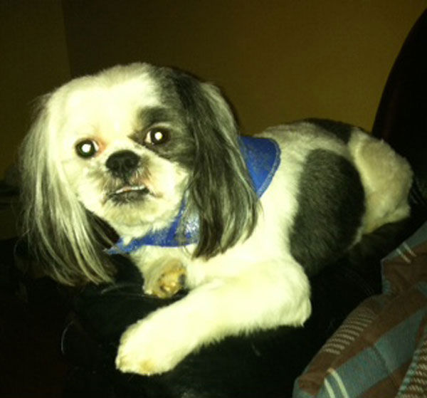 A photo of AJ, a dog adopted by ABC7 viewer...