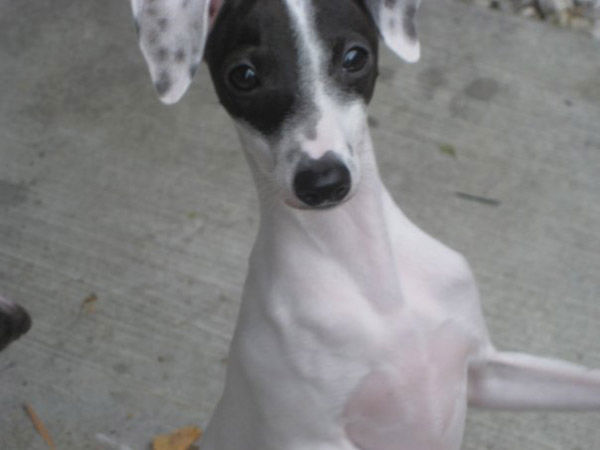 A photo of Alex, a dog adopted by ABC7 viewer...