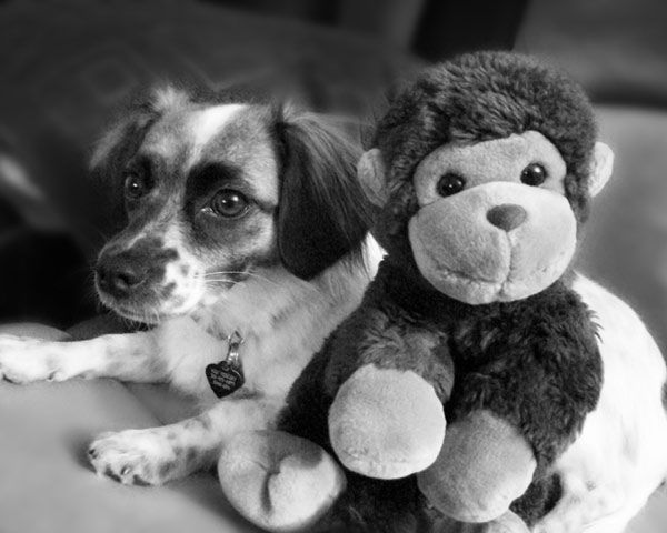 A photo of Ally, a dog adopted by ABC7 viewers...