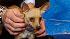 Tuesdays Pet of the Week is a stray 3-year-old female Chihuahua named Silvia. She is a sweet dog that needs a good home.