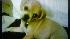ABC7 Twitter follower Renee Renfro from...