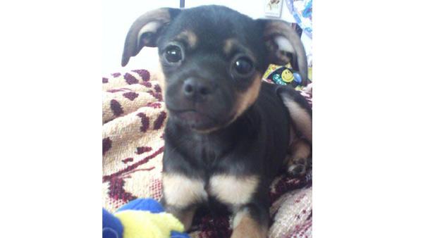 ABC7 viewer Emily Abrigo Orquiza of Fontana, Calif., sent in this photo of her Shih Tzu/Chihuahua mix named Khloee.