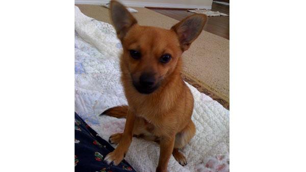 ABC7 viewer Michelle Yi of Mt. Washington, Calif., sent in this photo of her dog Jojo.