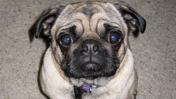 ABC7 viewer Dean Thomas of Orange, Calif., sent in this photo of his dog Maggie.