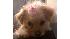 ABC7 viewer Rebecca Christenson of Murrieta,...