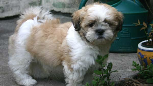 ABC7 viewer Lee Sanchez of Gardena, Calif., sent in this photo of his dog Gus.