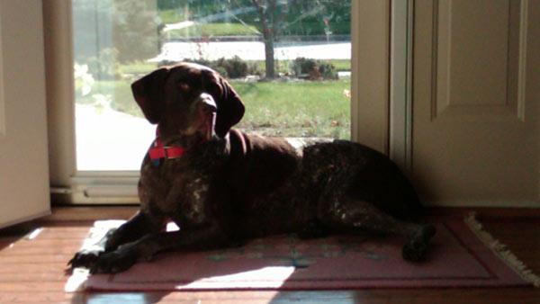 ABC7 viewer Solomon Baisa of Oak Park, Calif., sent in this photo of his dog Gigi.