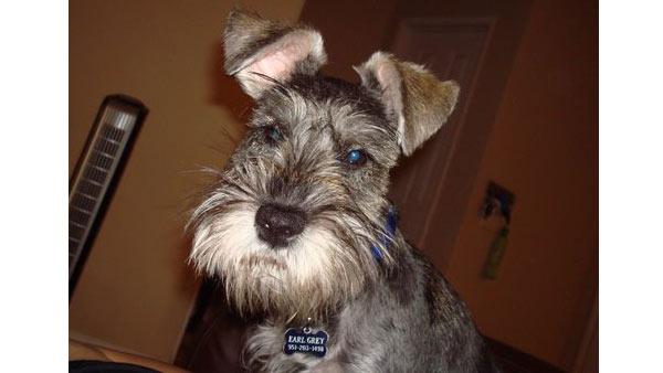 ABC7 viewer Eric Alden of Riverside, Calif., sent in this photo of his dog Earl Grey.
