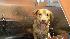 ABC7 viewer Tanya Rieng of Lakewood, Calif.,...